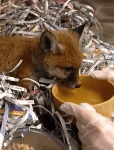 rescue-baby-fox-red-1 rescue-baby-fox-red-1