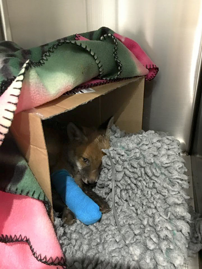 rescue-baby-fox-red-1 rescue-baby-fox-red-1