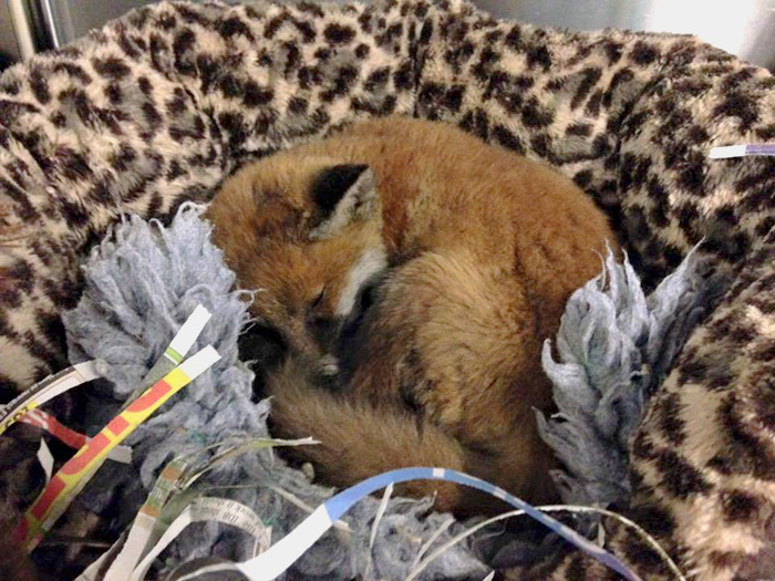 rescue-baby-fox-red-11 rescue-baby-fox-red-11