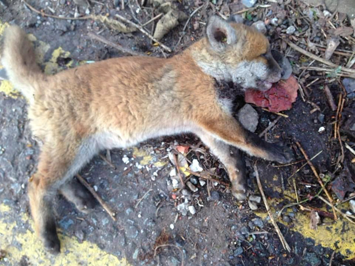 rescue-baby-fox-red-12 rescue-baby-fox-red-12