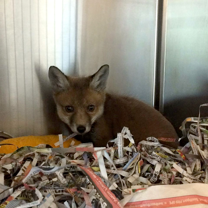 rescue-baby-fox-red-4 rescue-baby-fox-red-4