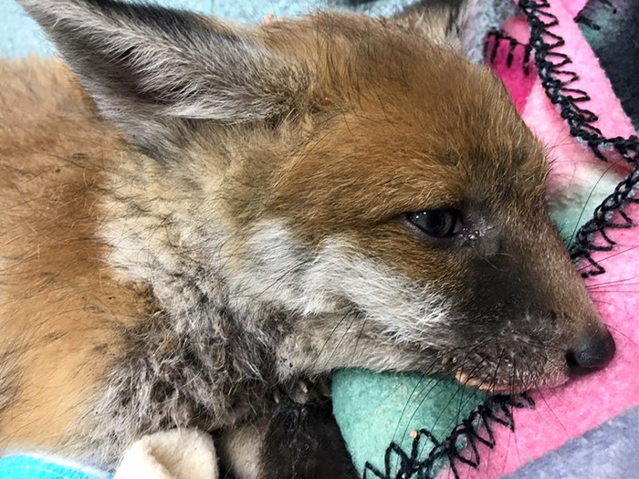 rescue-baby-fox-red-5 rescue-baby-fox-red-5