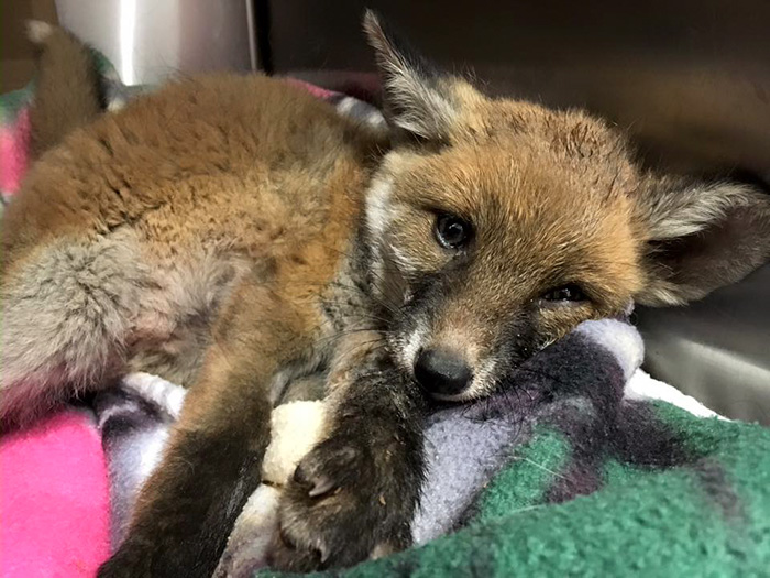 rescue-baby-fox-red-7 rescue-baby-fox-red-7