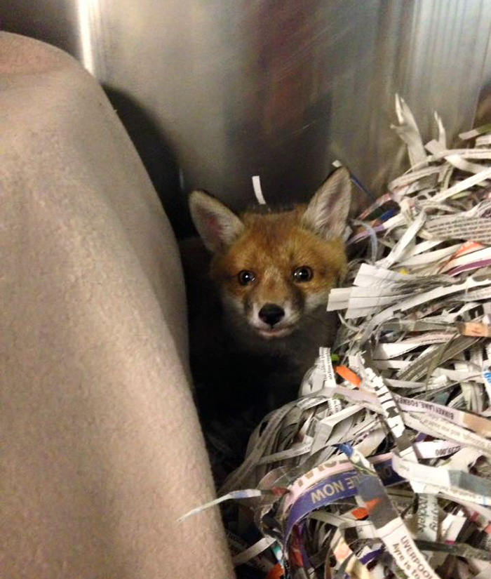 rescue-baby-fox-red-8 rescue-baby-fox-red-8