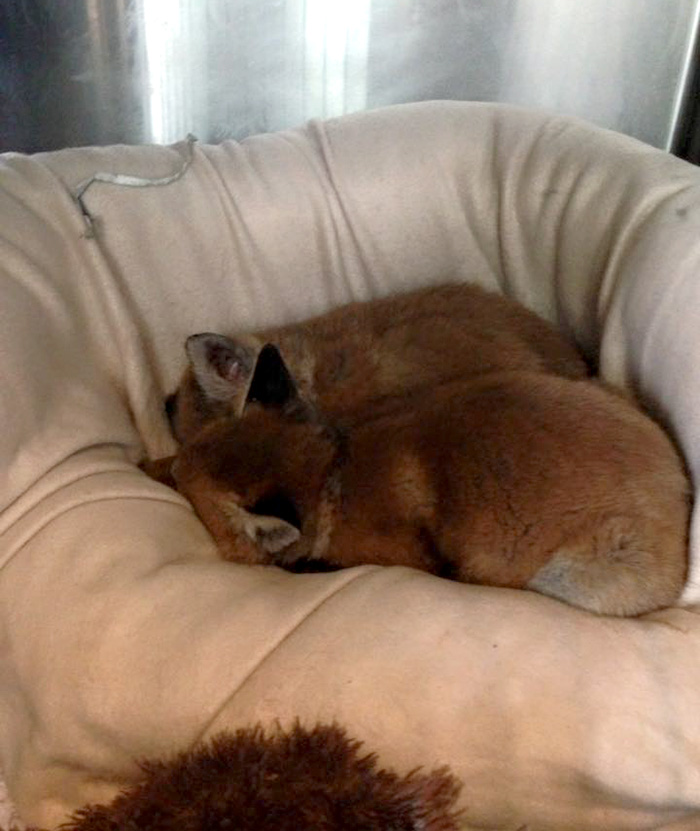 rescue-baby-fox-red-9 rescue-baby-fox-red-9