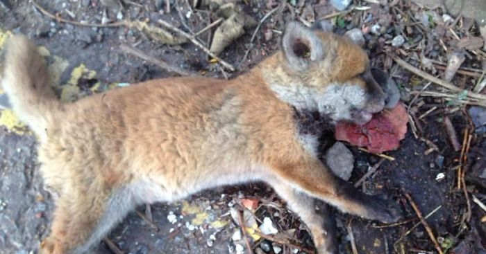 “Dead” Baby Fox Is Brought Back To Life By A Loving Man