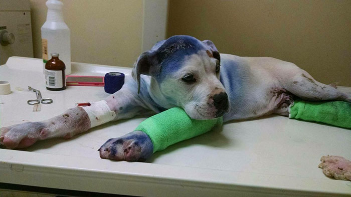 rescue-dog-comforts-pup-surgery-sammie-simon-9