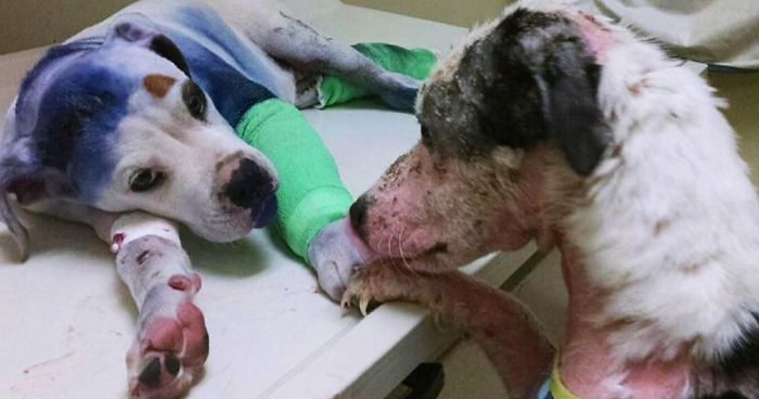 Rescue Dog Comforts His Injured Friend Who’s Been Through Hell Just Like Him