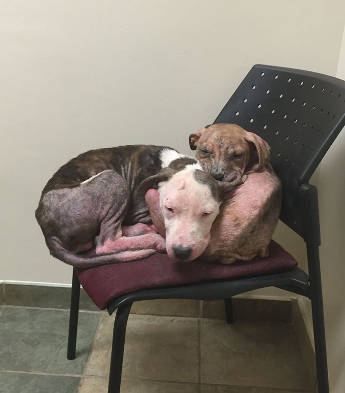 rescue-pit-bulls-adoption-mange-1