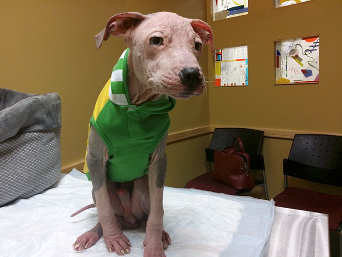 rescue-pit-bulls-adoption-mange-10
