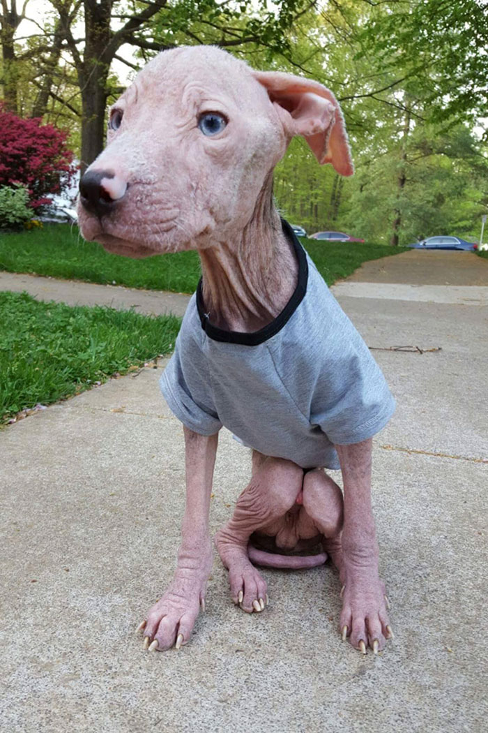 rescue-pit-bulls-adoption-mange-4