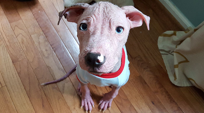 rescue-pit-bulls-adoption-mange-7