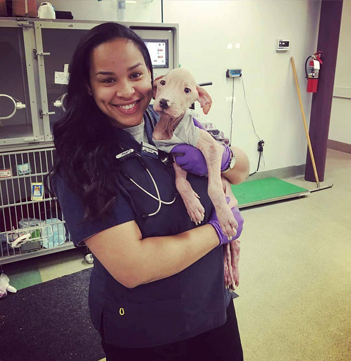 rescue-pit-bulls-adoption-mange-8