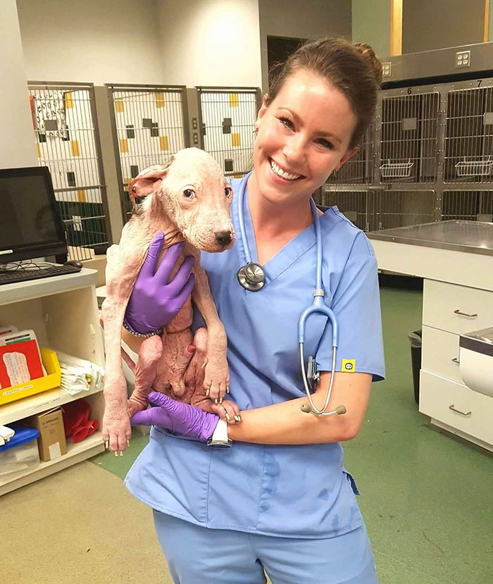 rescue-pit-bulls-adoption-mange-9