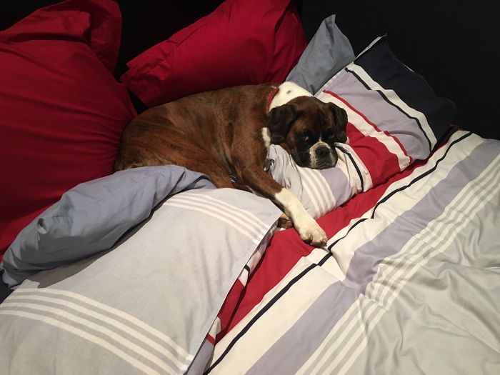 Rosie ... Enjoying My New Bed (really My 14year Old Owner's New Bed!)