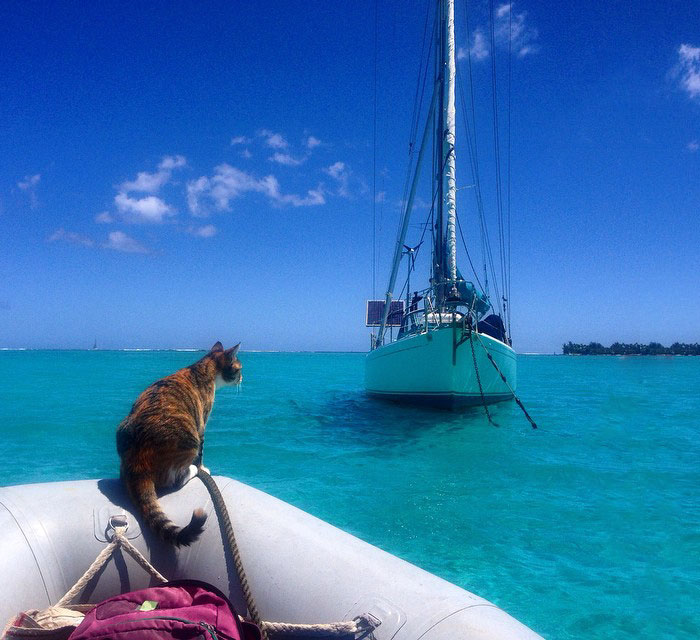 sailing-cat-travelling-world-liz-clark-1 sailing-cat-travelling-world-liz-clark-1