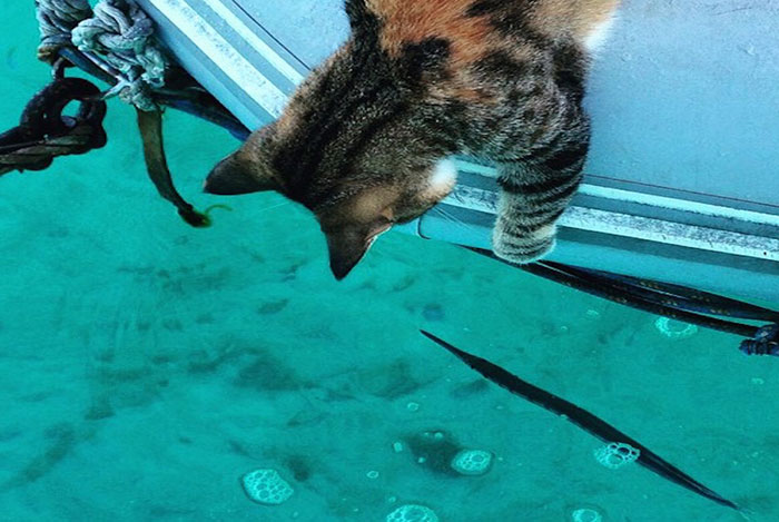 sailing-cat-travelling-world-liz-clark-29 sailing-cat-travelling-world-liz-clark-29