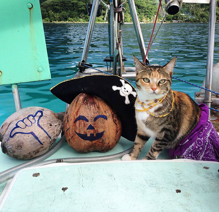 sailing-cat-travelling-world-liz-clark-37 sailing-cat-travelling-world-liz-clark-37