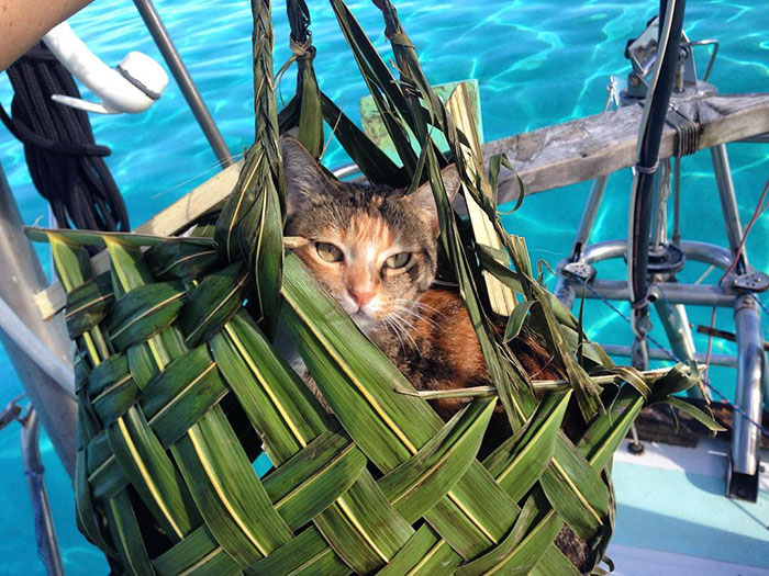 sailing-cat-travelling-world-liz-clark-46 sailing-cat-travelling-world-liz-clark-46