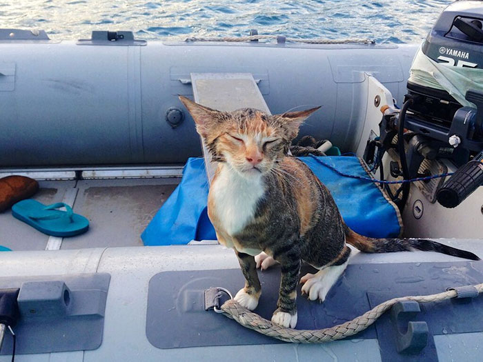 sailing-cat-travelling-world-liz-clark-55 sailing-cat-travelling-world-liz-clark-55