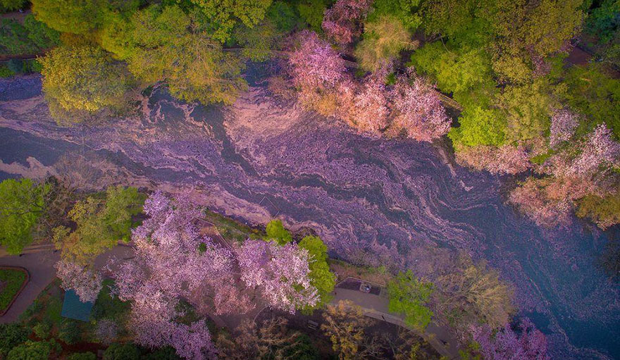 sakura-cherry-blossom-drone-photography-danilo-dungo-japan-6 sakura-cherry-blossom-drone-photography-danilo-dungo-japan-6