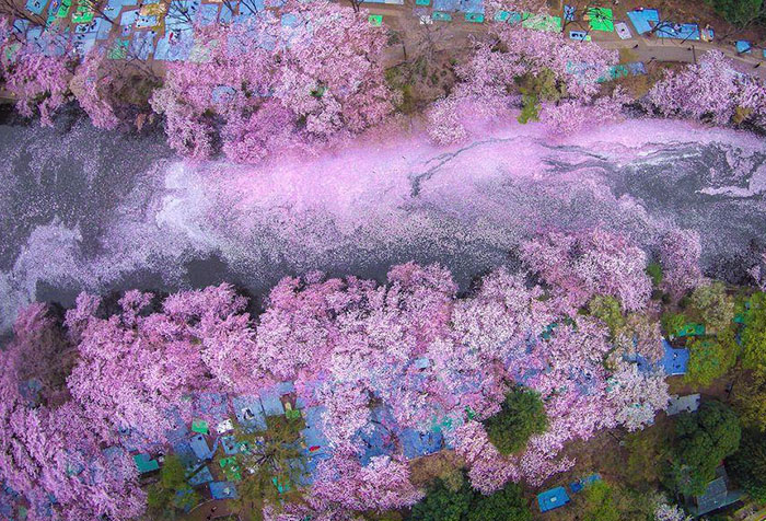 Cherry Blossoms Paint A Lake Purple Making Tokyo Look Like A Fairytale