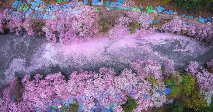 Cherry Blossoms Paint A Lake Purple Making Tokyo Look Like A Fairytale