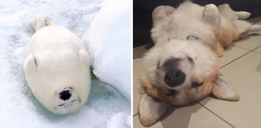 Seal Looks Like Dog
