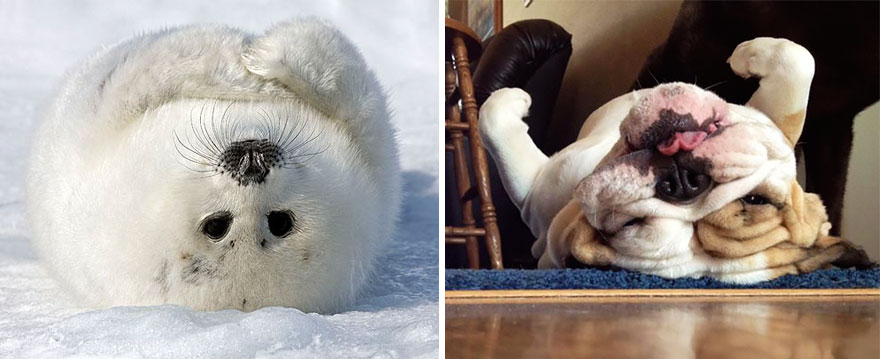 Seal Looks Like Dog