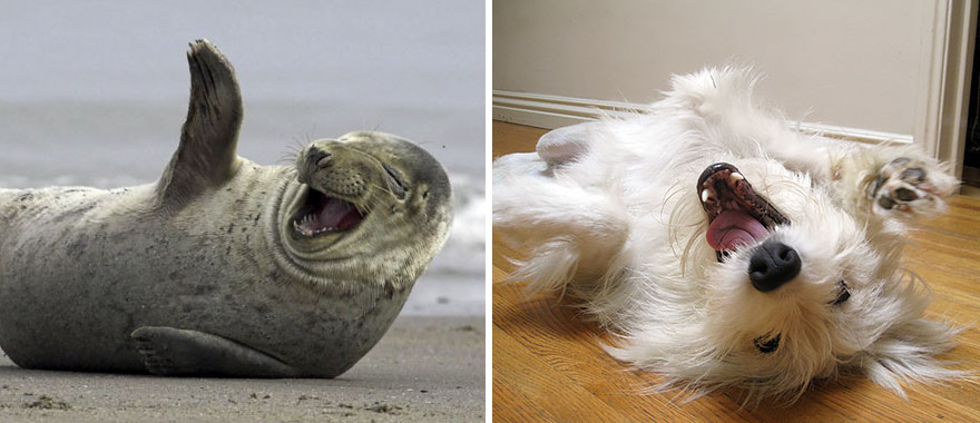 Seal Looks Like Dog