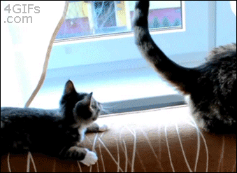 The Funniest Cat Gifs On The Internet