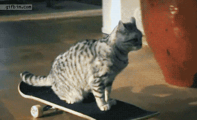 The Funniest Cat Gifs On The Internet