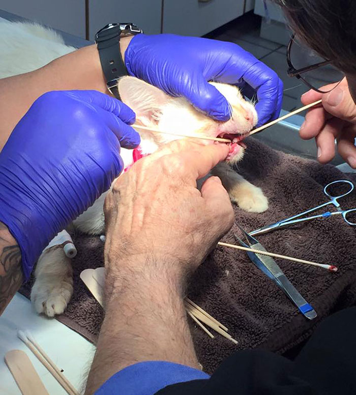 smiling-cat-dislocated-jaw-crooked-broken-duchess8 smiling-cat-dislocated-jaw-crooked-broken-duchess8