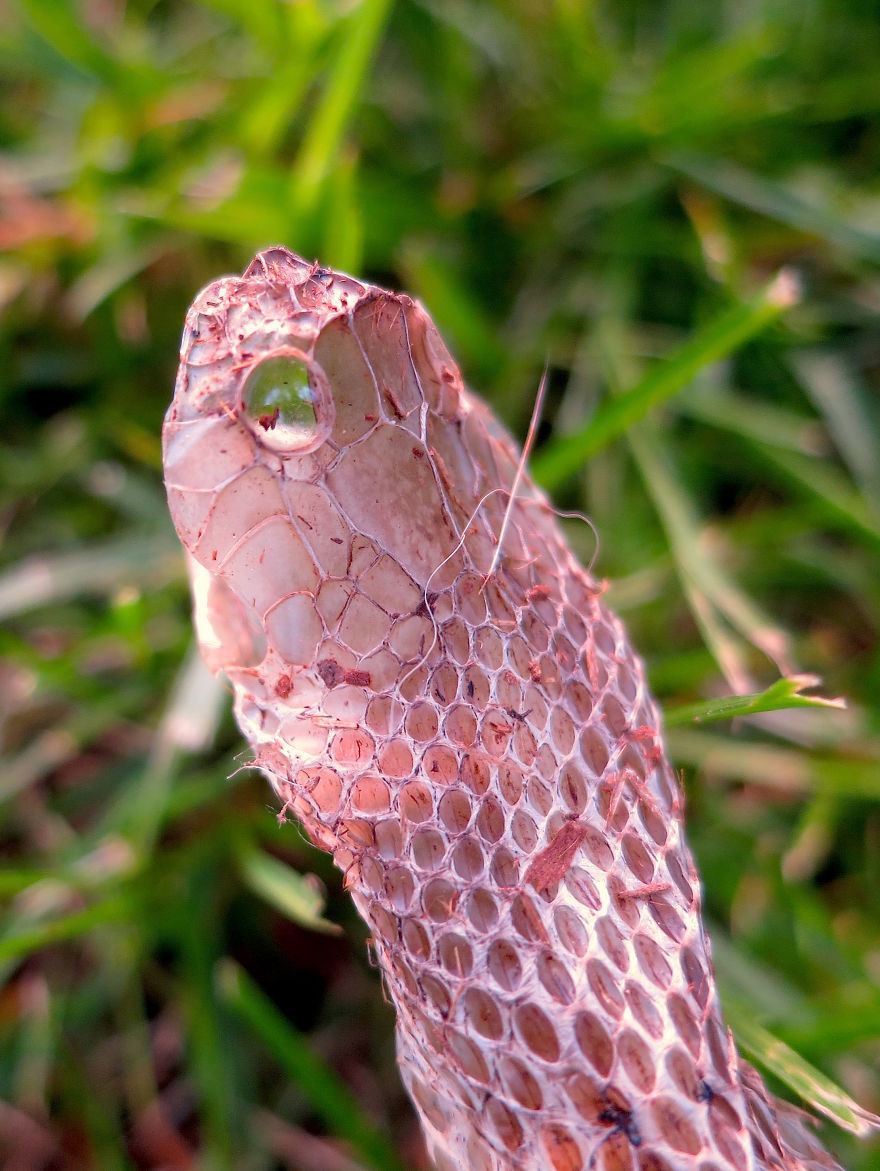 I Found This Snakeskin On My Farm I Found This Snakeskin On My Farm