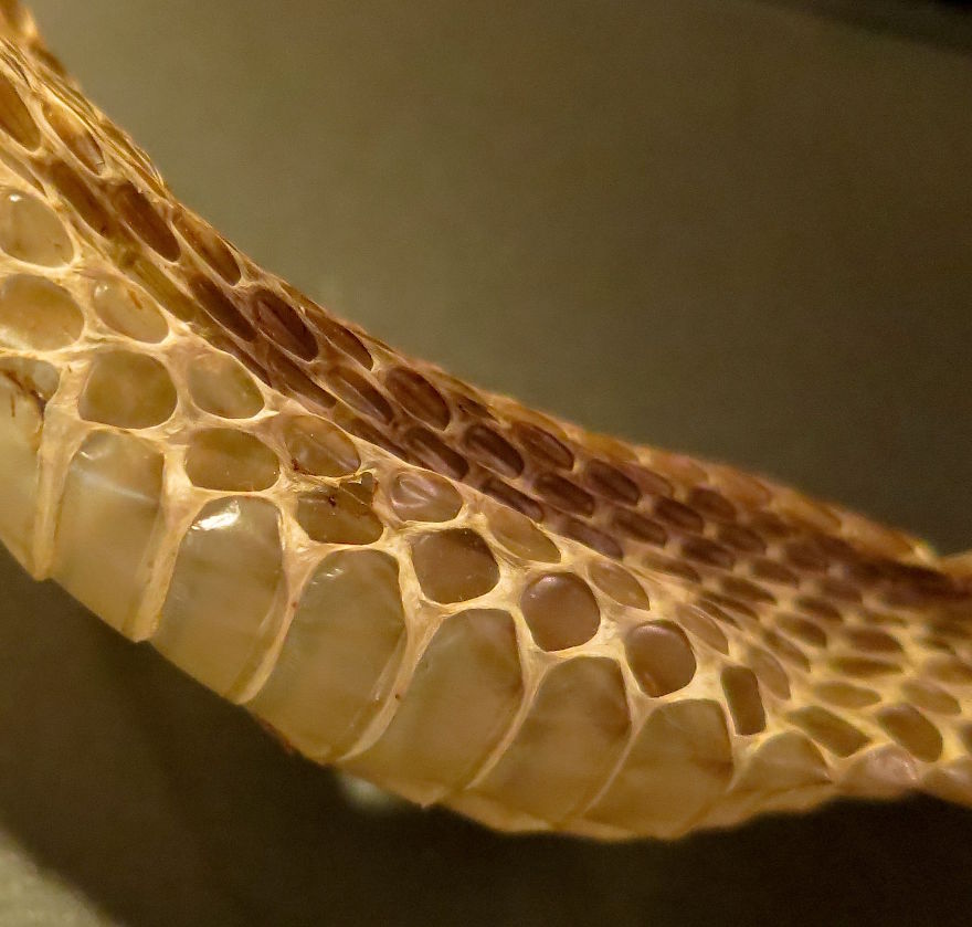 I Found This Snakeskin On My Farm I Found This Snakeskin On My Farm