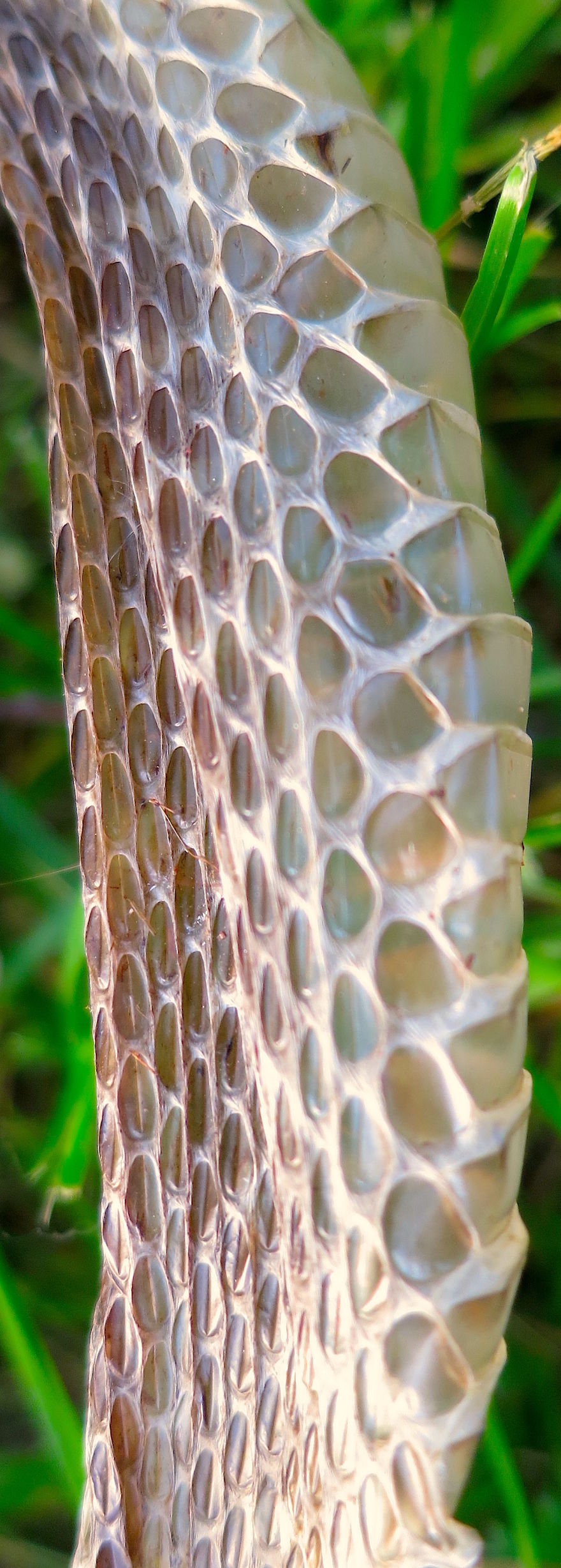 I Found This Snakeskin On My Farm I Found This Snakeskin On My Farm