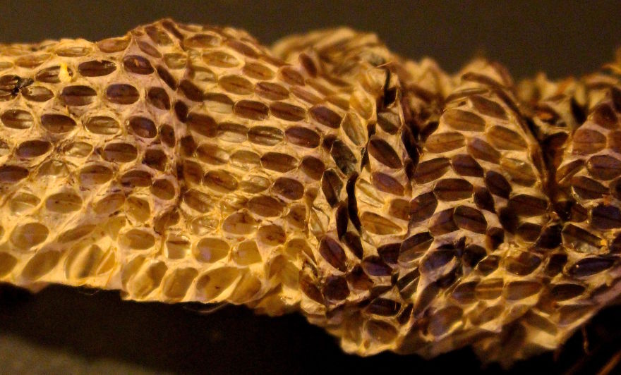 I Found This Snakeskin On My Farm