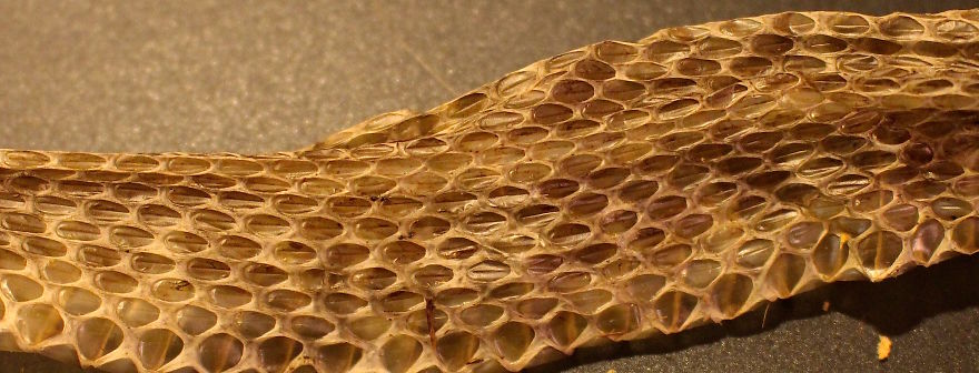 I Found This Snakeskin On My Farm I Found This Snakeskin On My Farm