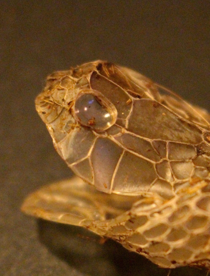 I Found This Snakeskin On My Farm I Found This Snakeskin On My Farm