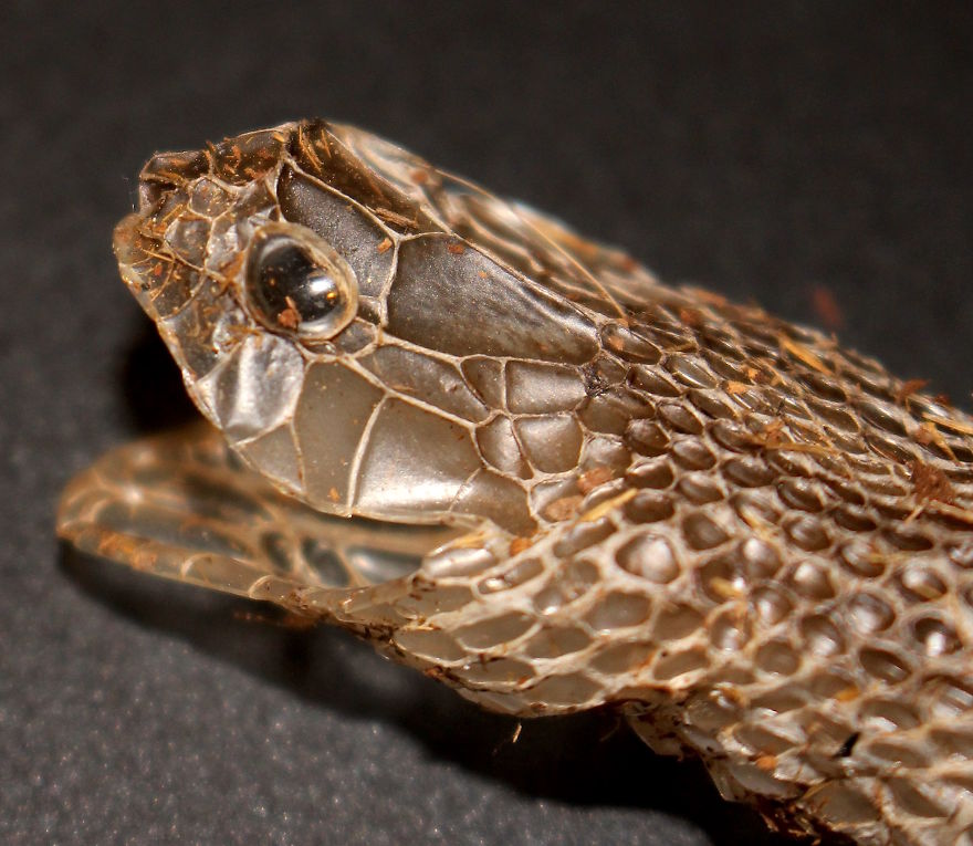 I Found This Snakeskin On My Farm I Found This Snakeskin On My Farm