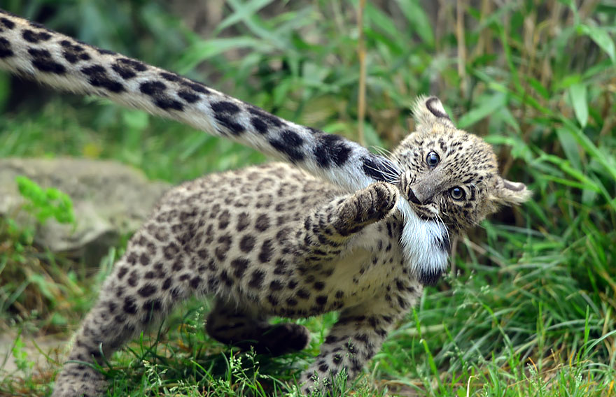 Snow Leopards Love Nomming On Their Fluffy Tails (12 Pics) Snow Leopards Love Nomming On Their Fluffy Tails (12 Pics)