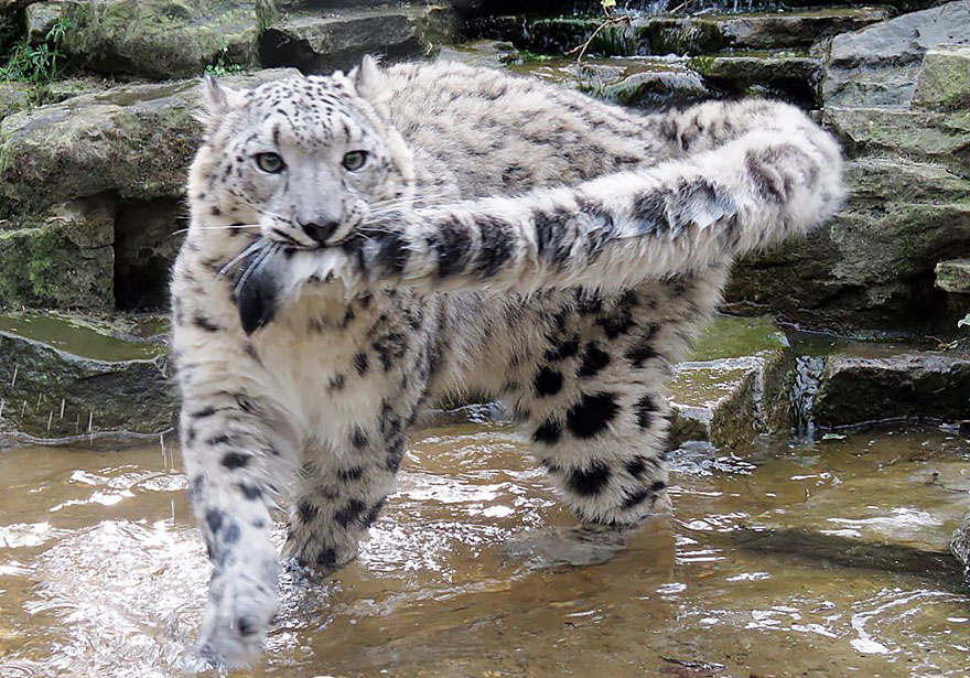 Snow Leopards Love Nomming On Their Fluffy Tails (12 Pics) Snow Leopards Love Nomming On Their Fluffy Tails (12 Pics)