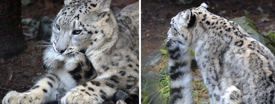 Snow Leopards Love Nomming On Their Fluffy Tails (12 Pics) Snow Leopards Love Nomming On Their Fluffy Tails (12 Pics)