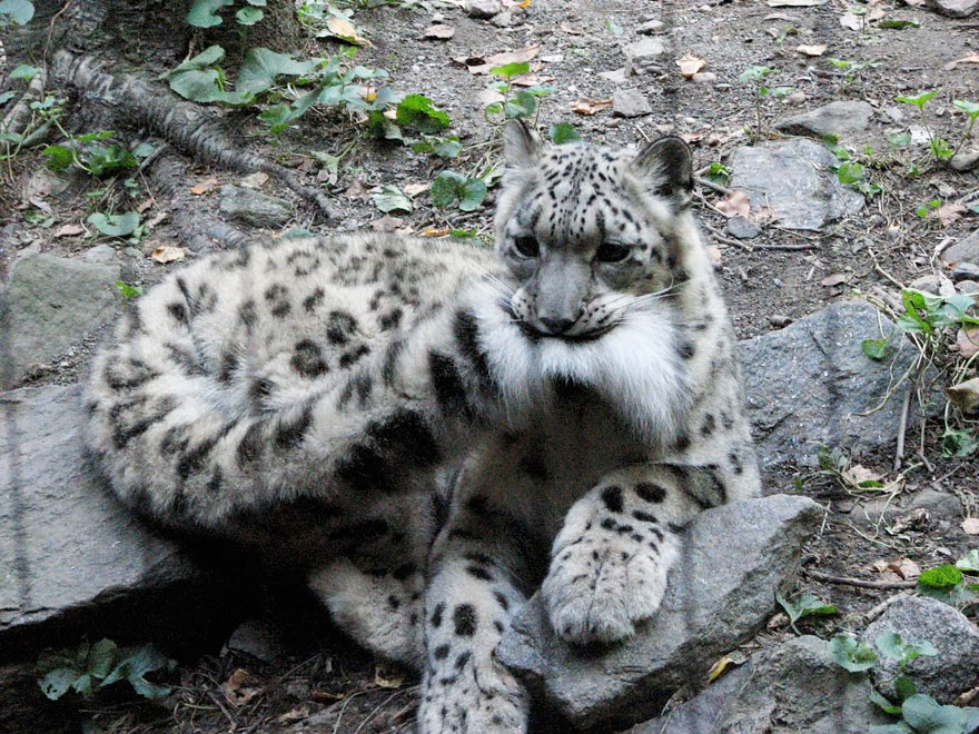 Snow Leopards Love Nomming On Their Fluffy Tails (12 Pics) Snow Leopards Love Nomming On Their Fluffy Tails (12 Pics)