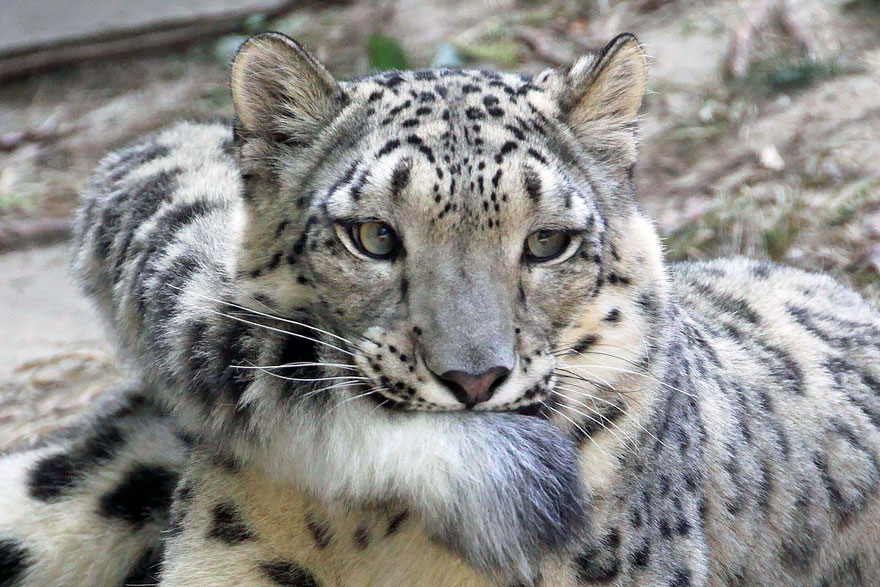 Snow Leopards Love Nomming On Their Fluffy Tails (12 Pics) Snow Leopards Love Nomming On Their Fluffy Tails (12 Pics)