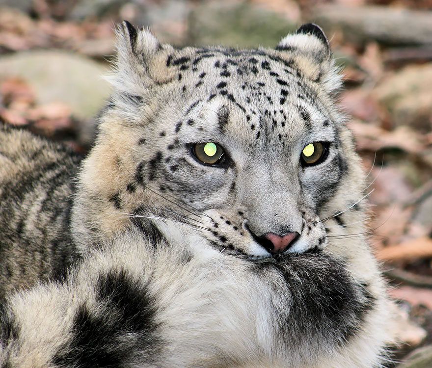 Snow Leopards Love Nomming On Their Fluffy Tails (12 Pics) Snow Leopards Love Nomming On Their Fluffy Tails (12 Pics)