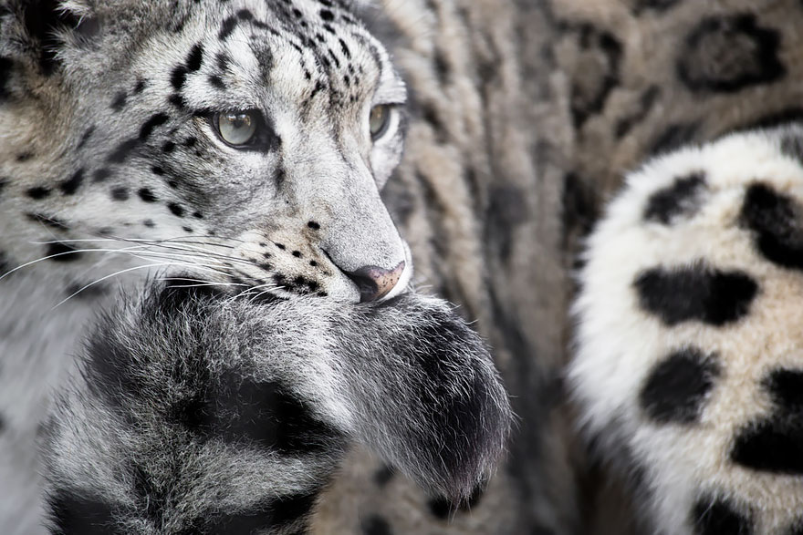Snow Leopards Love Nomming On Their Fluffy Tails (12 Pics) Snow Leopards Love Nomming On Their Fluffy Tails (12 Pics)