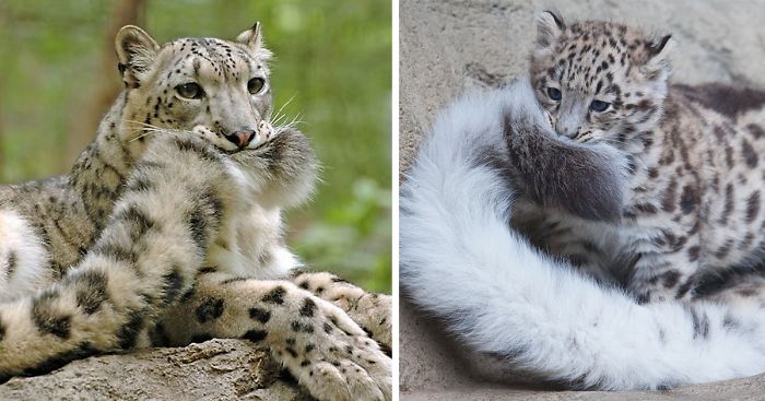Snow Leopards Love Nomming On Their Fluffy Tails (12 Pics)