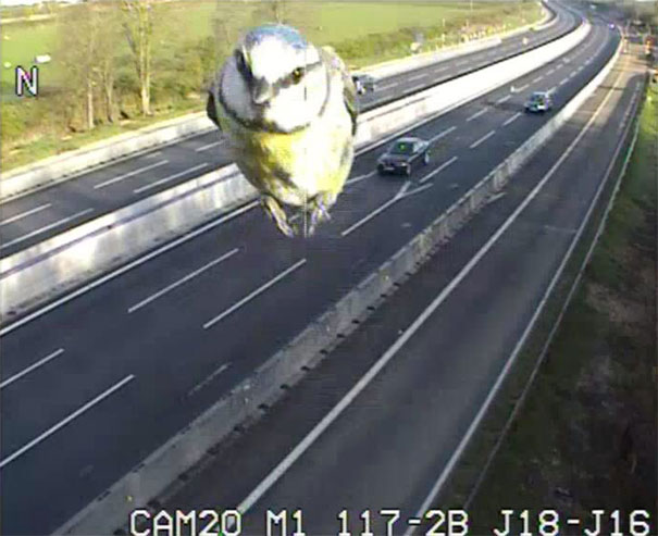 speeding-bird-blue-tit-traffic-camera-canada-1 speeding-bird-blue-tit-traffic-camera-canada-1