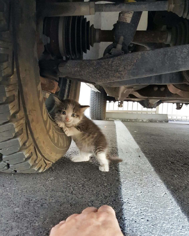 stray-kitten-found-under-truck-adopted-cat-axel-4 stray-kitten-found-under-truck-adopted-cat-axel-4